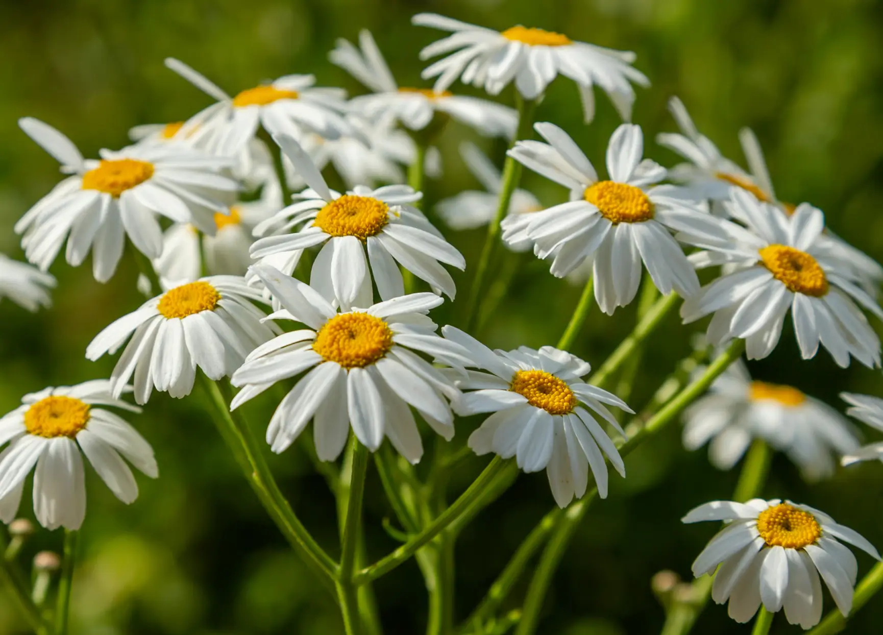 Chamomile Flowers